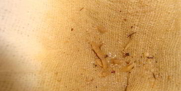 щи кислые грибные