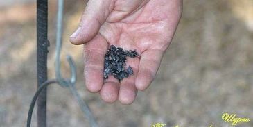 шурпа в котле