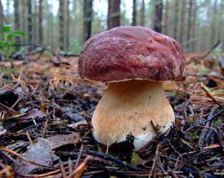 Суп из белых грибов замороженных