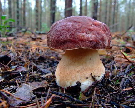 Суп из белых грибов замороженных