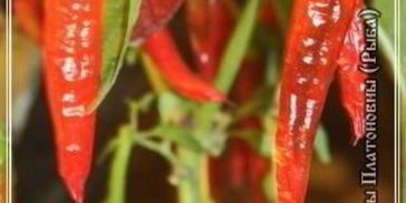 харчо из рыбы по принципу сулаквелидзе