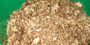 грибной суп-пюре на молоке из свежих грибов