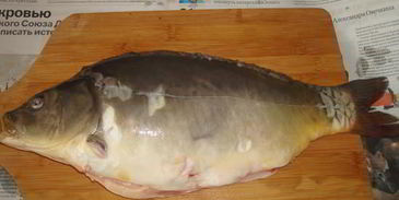 уха из карпа