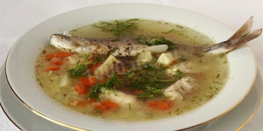 Рецепт ухи из терпуга