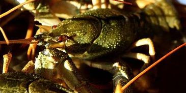 уха с речной рыбы