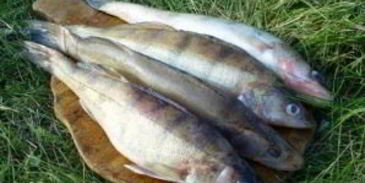 уха в казане