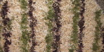 овсяные хлебцы из отрубей