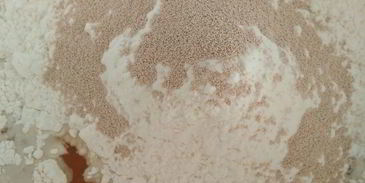 фокачча чиполлино