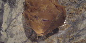 соевая лепешка с вешенками