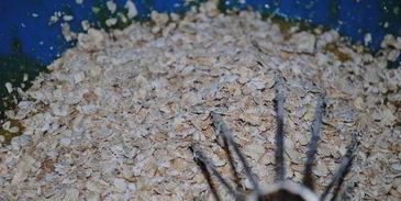 овсяное печенье орешек для золушки