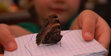 шоколадное печенье с тимьяном