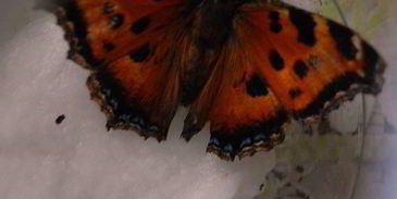 шоколадное печенье с тимьяном