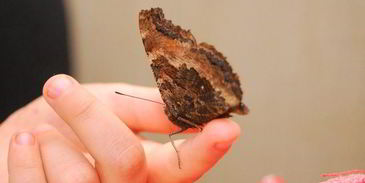 шоколадное печенье с тимьяном