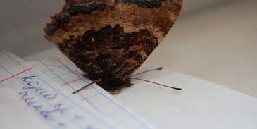 шоколадное печенье с тимьяном