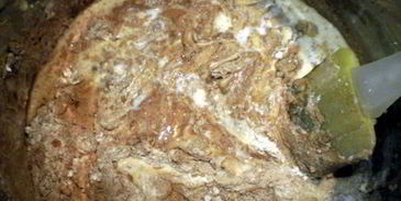 пирожное яблоко евы