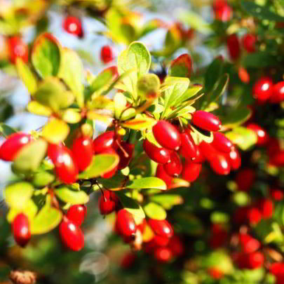 Джем из кизила без косточек