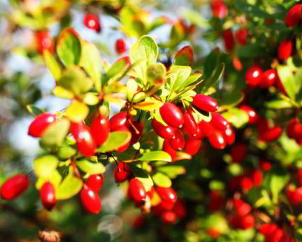 Джем из кизила без косточек