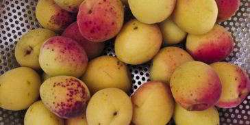 компот из абрикосов и яблок на зиму