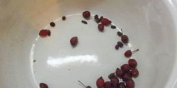 компот из имбиря