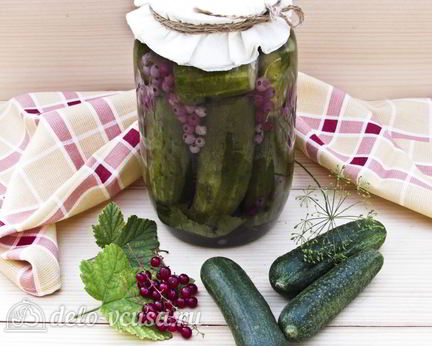 Огурцы маринованные с красной смородиной
