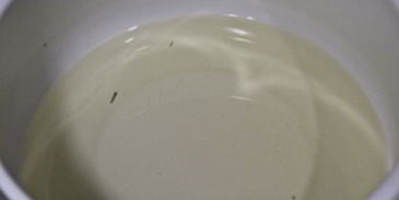 огурцы маринованные с красной смородиной