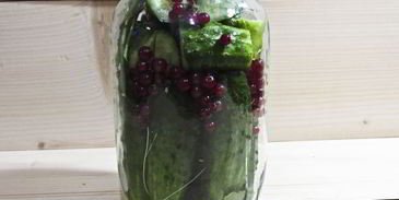 огурцы маринованные с красной смородиной