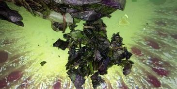 помидоры маринованные на закуску