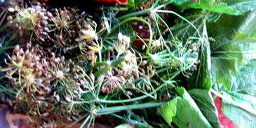 малосольные помидоры суточные