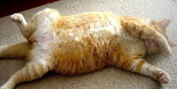 малосольные помидоры суточные