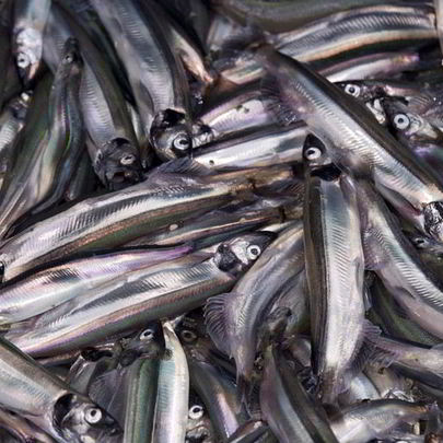 Мойва пряного посола