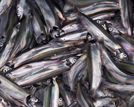 Мойва пряного посола