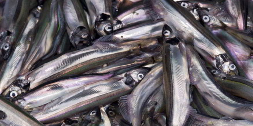 Рецепт мойвы пряного посола