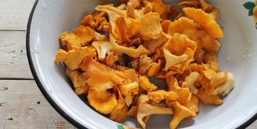 соленые лисички на зиму