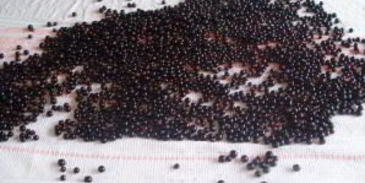 варенье из смородины при простуде