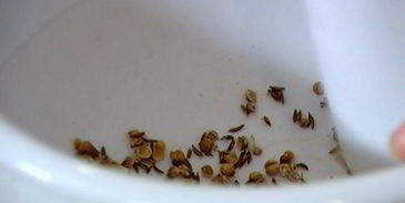 нутбургеры