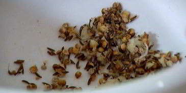 нутбургеры