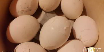 фаршированные яйца с тунцом