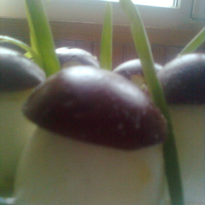 Фаршированые яйца с фаршем