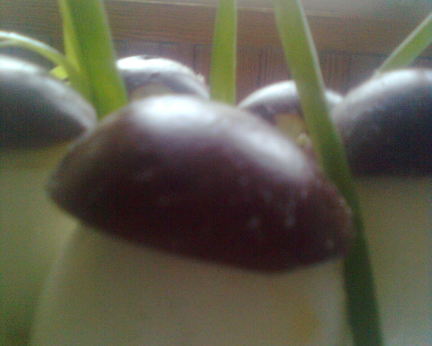 Фаршированые яйца с фаршем