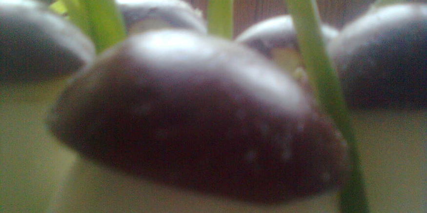 Рецепт фаршированых яиц с фаршем