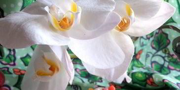 канапе из баклажанов