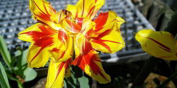 омлет-суфле кордон блю