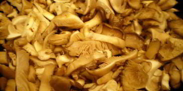 мясные роллы в винно-грибном соусе