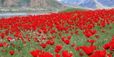 самса по-казахски