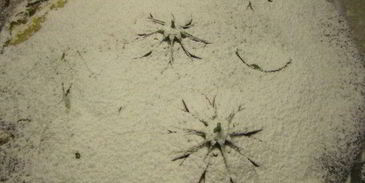 тарт с карамелизированными фруктами и творожным пудингом