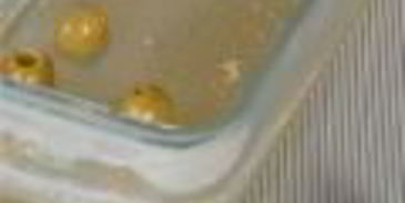 заливное из фаршированного языка