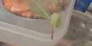 заливное из судака с креветками