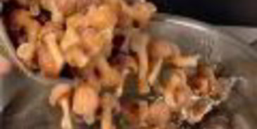 заливное из свиного языка с опятами